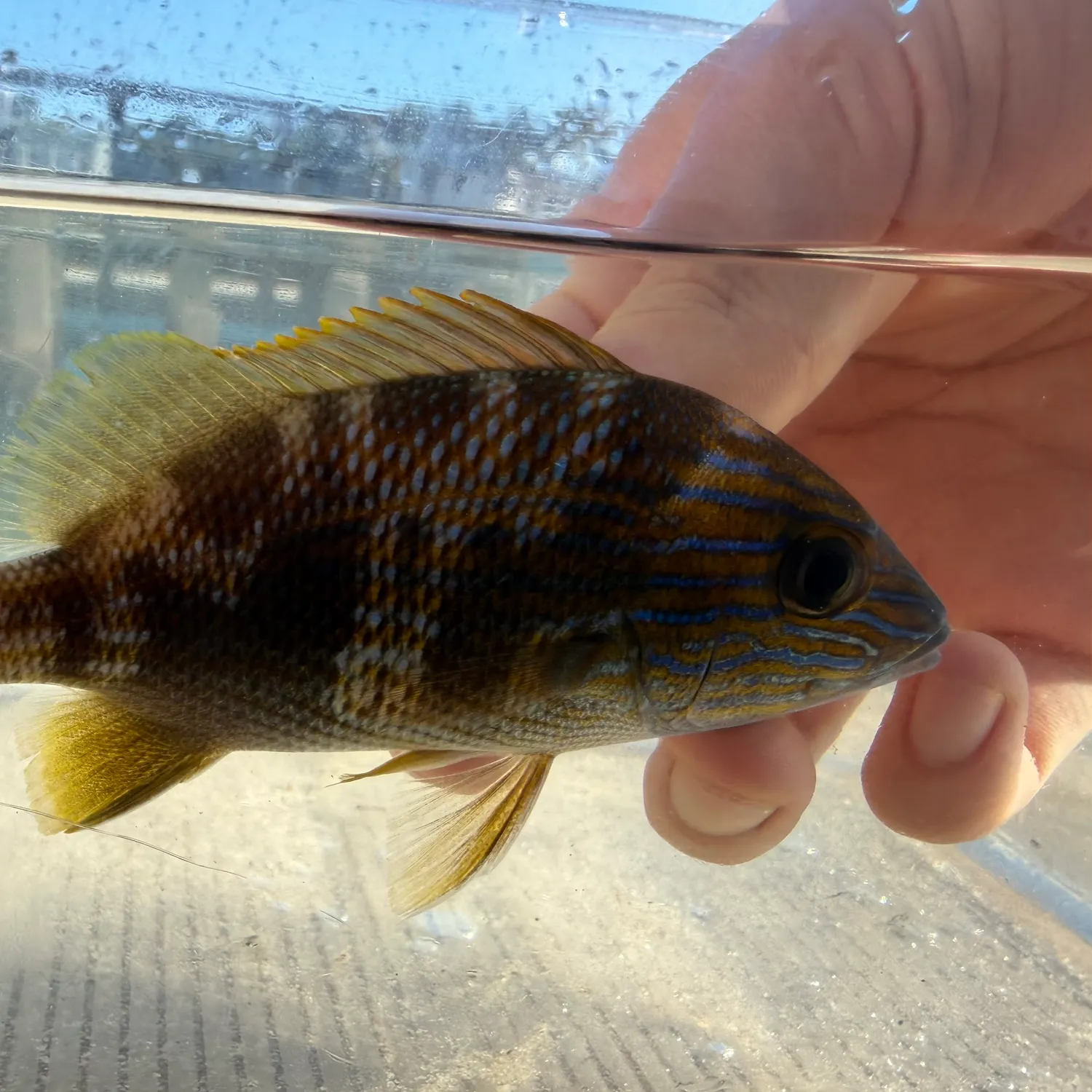 The most recent White grunt catches on Fishbrain