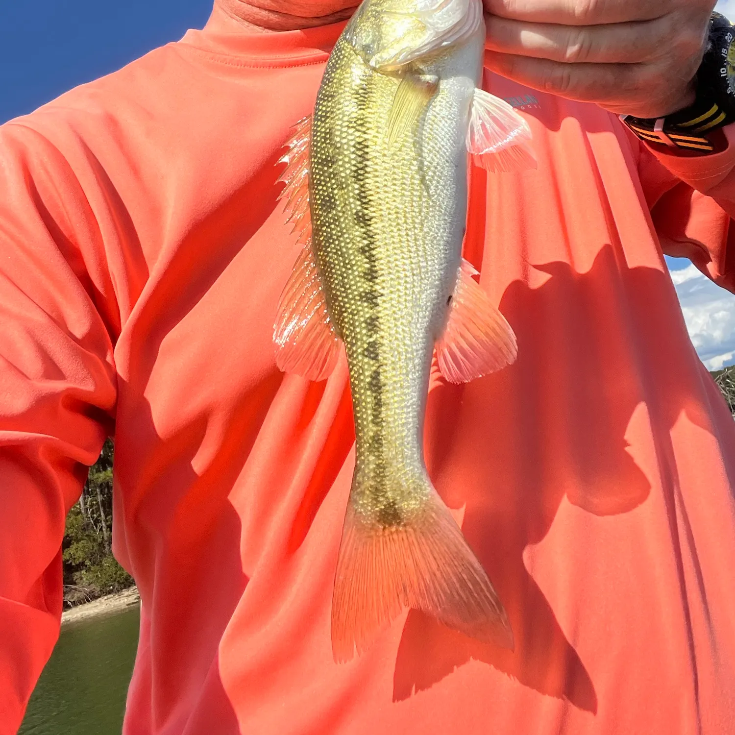 Spotted bass caught on Fishbrain