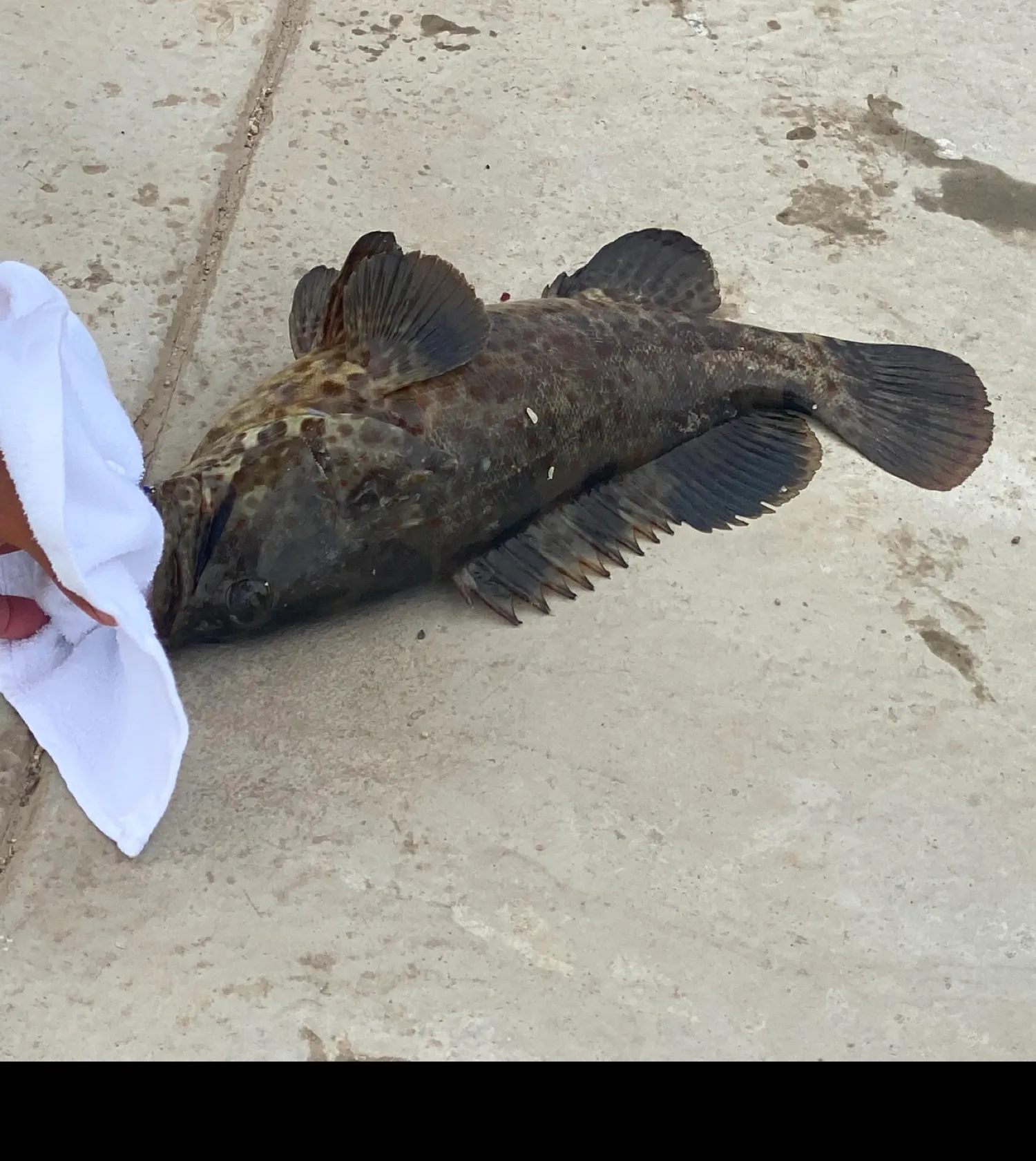 The most popular recent Orange-spotted grouper catch on Fishbrain