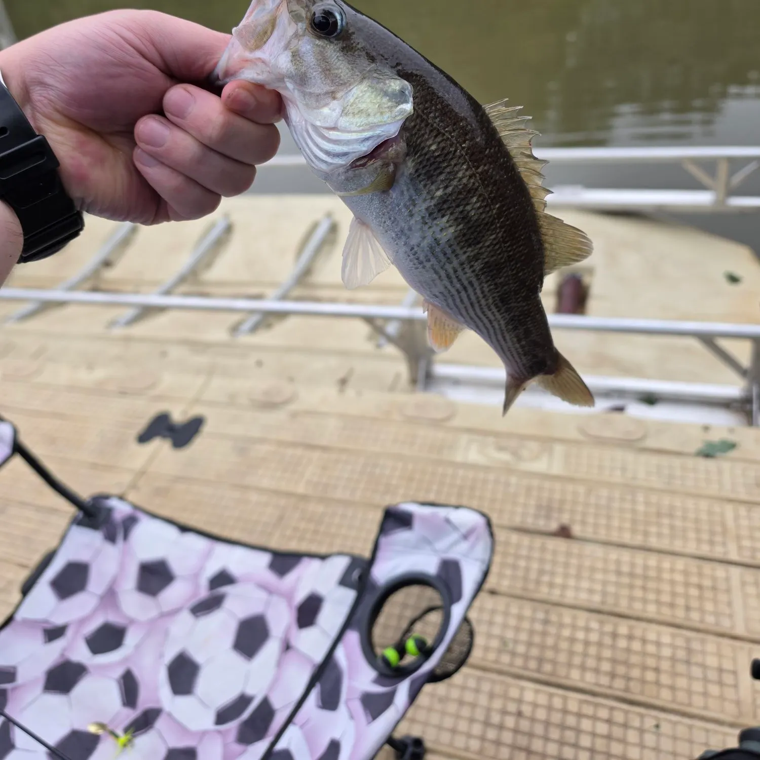 Spotted bass caught on Fishbrain