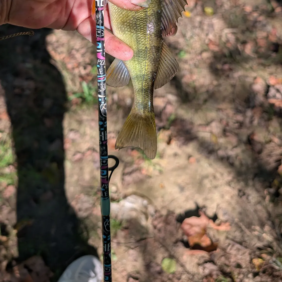 Yellow perch caught on Fishbrain