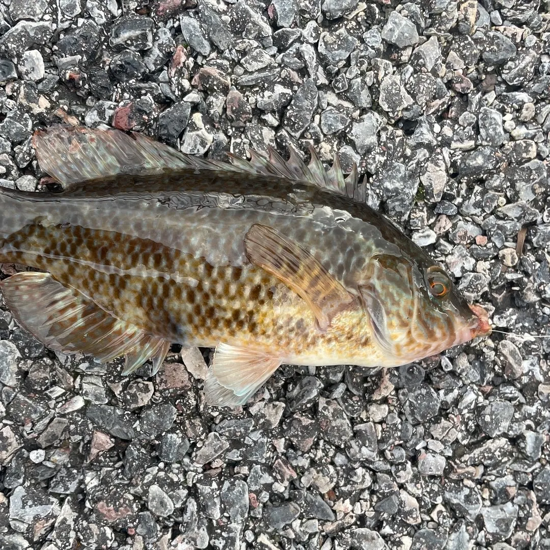 The most recent Baillon's wrasse catches on Fishbrain