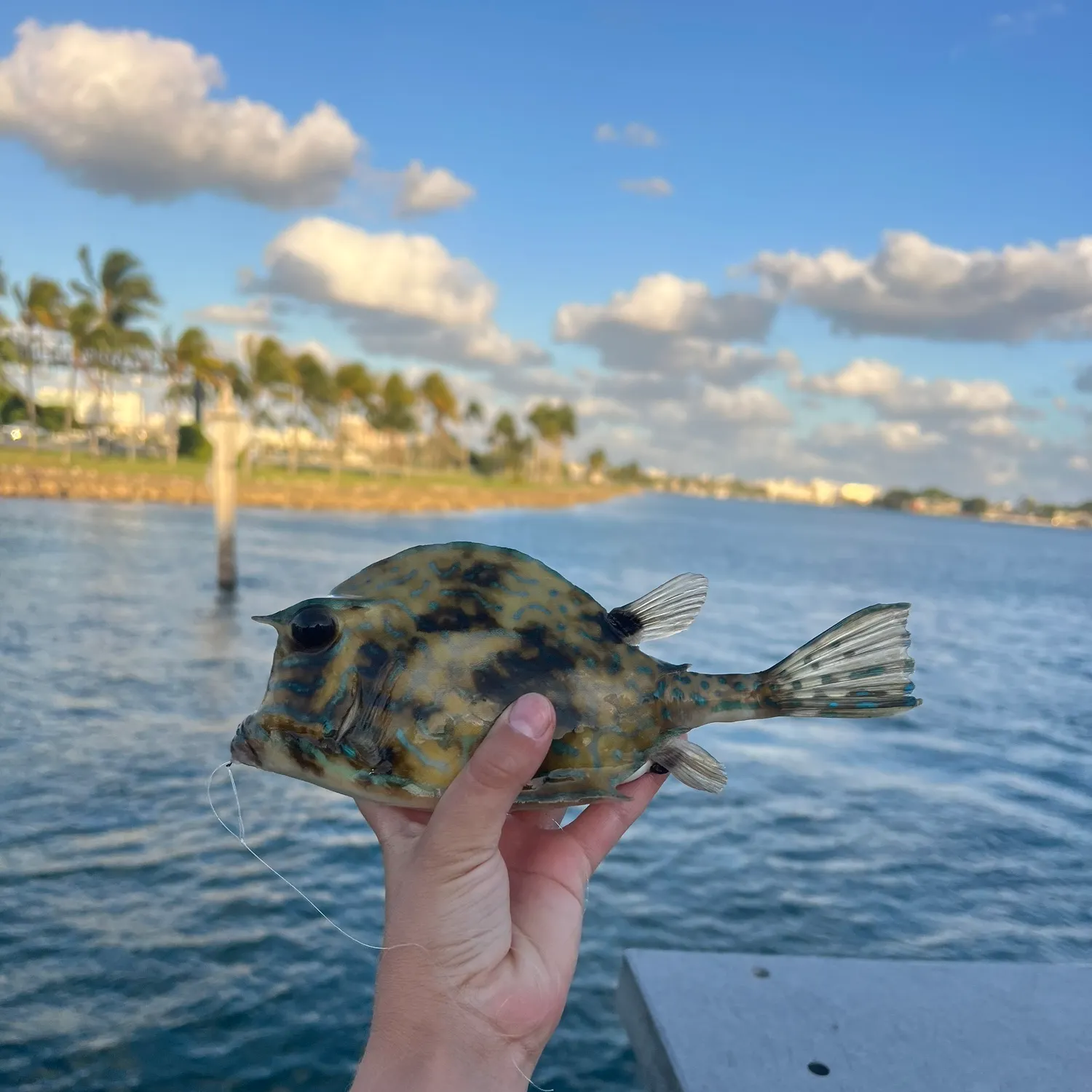 The most recent Scrawled cowfish catches on Fishbrain