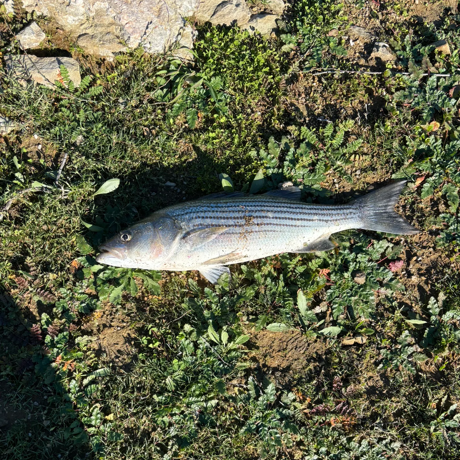 The most recent Striped bass catches on Fishbrain