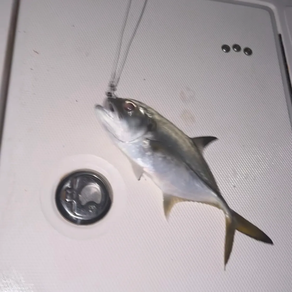 The most recent Horse-eye jack catches on Fishbrain