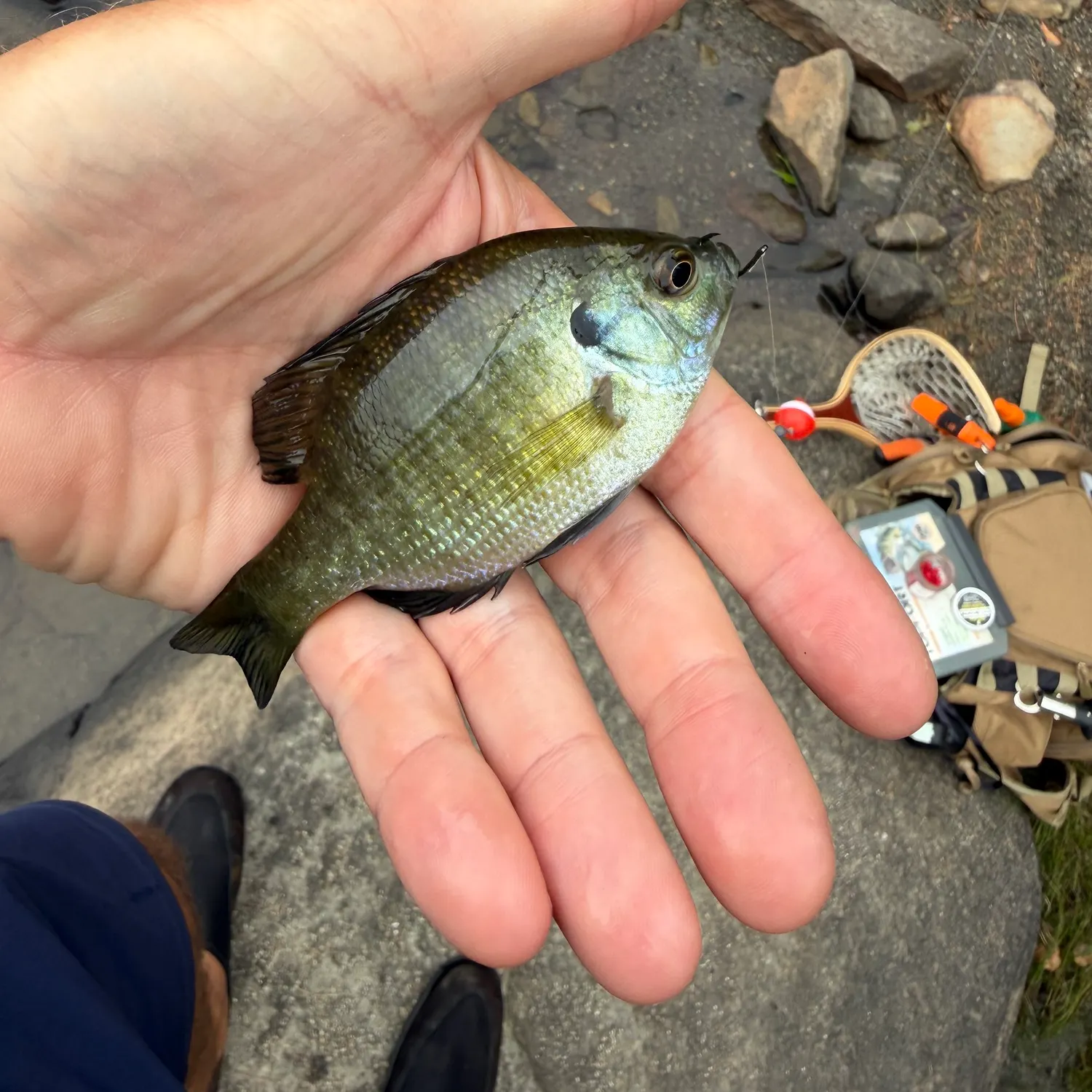 Bluegill caught on Fishbrain