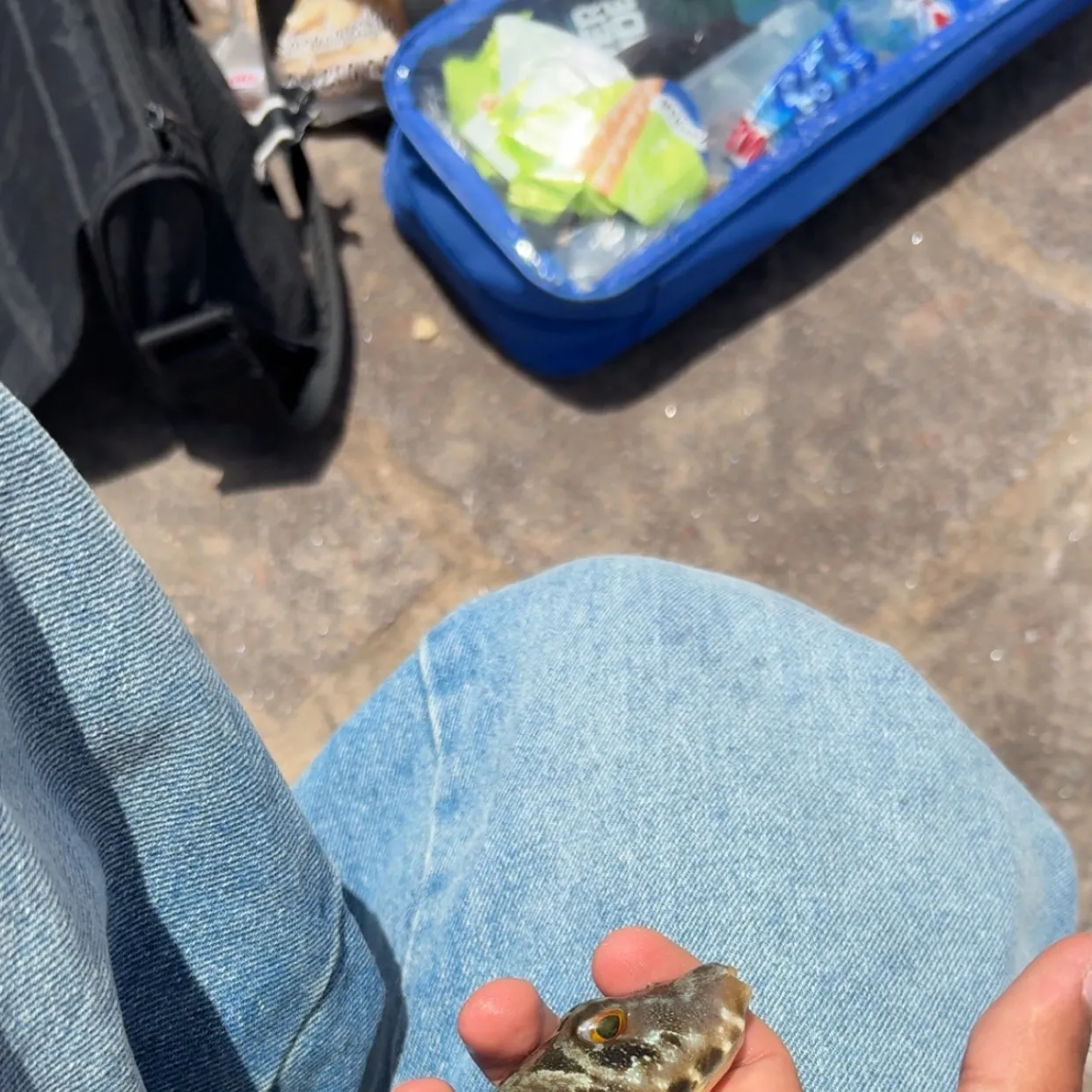 The most recent Milkspotted puffer catches on Fishbrain