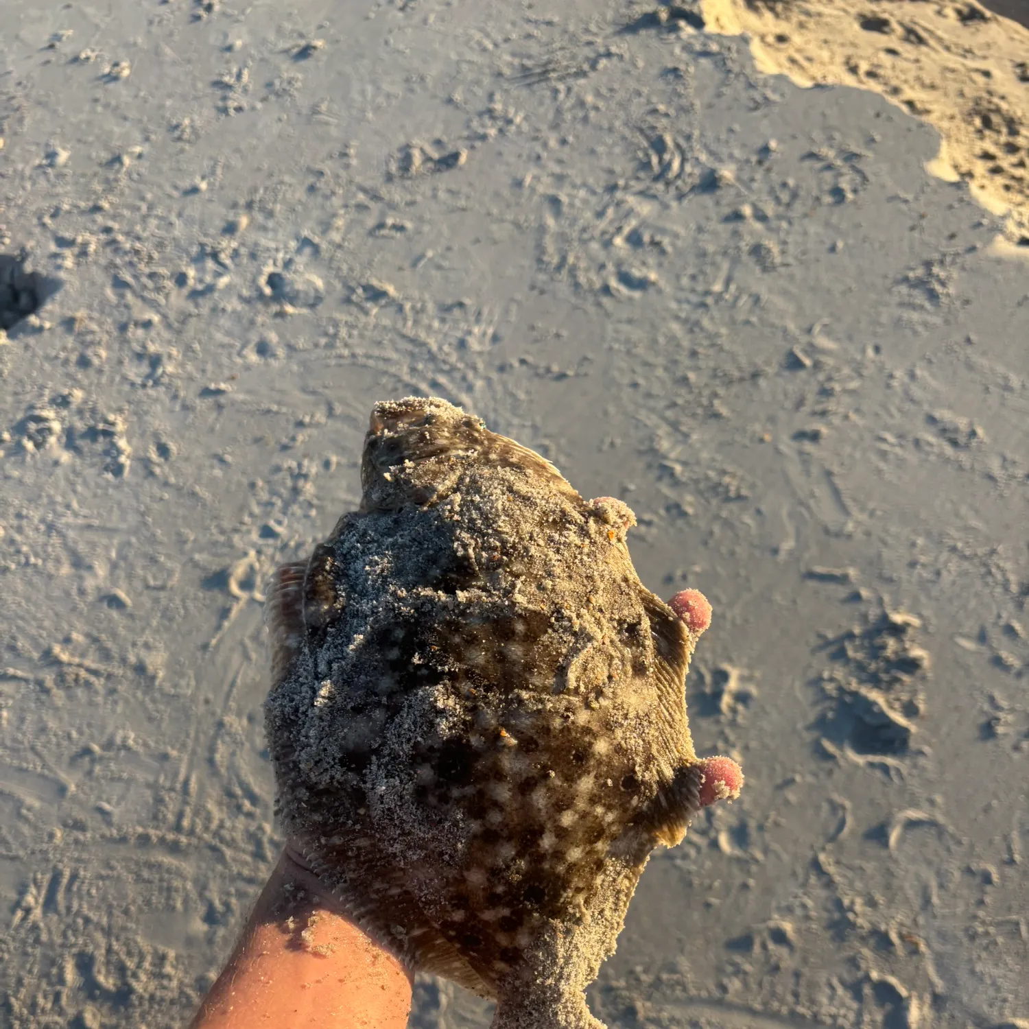 The most recent Summer flounder catches on Fishbrain