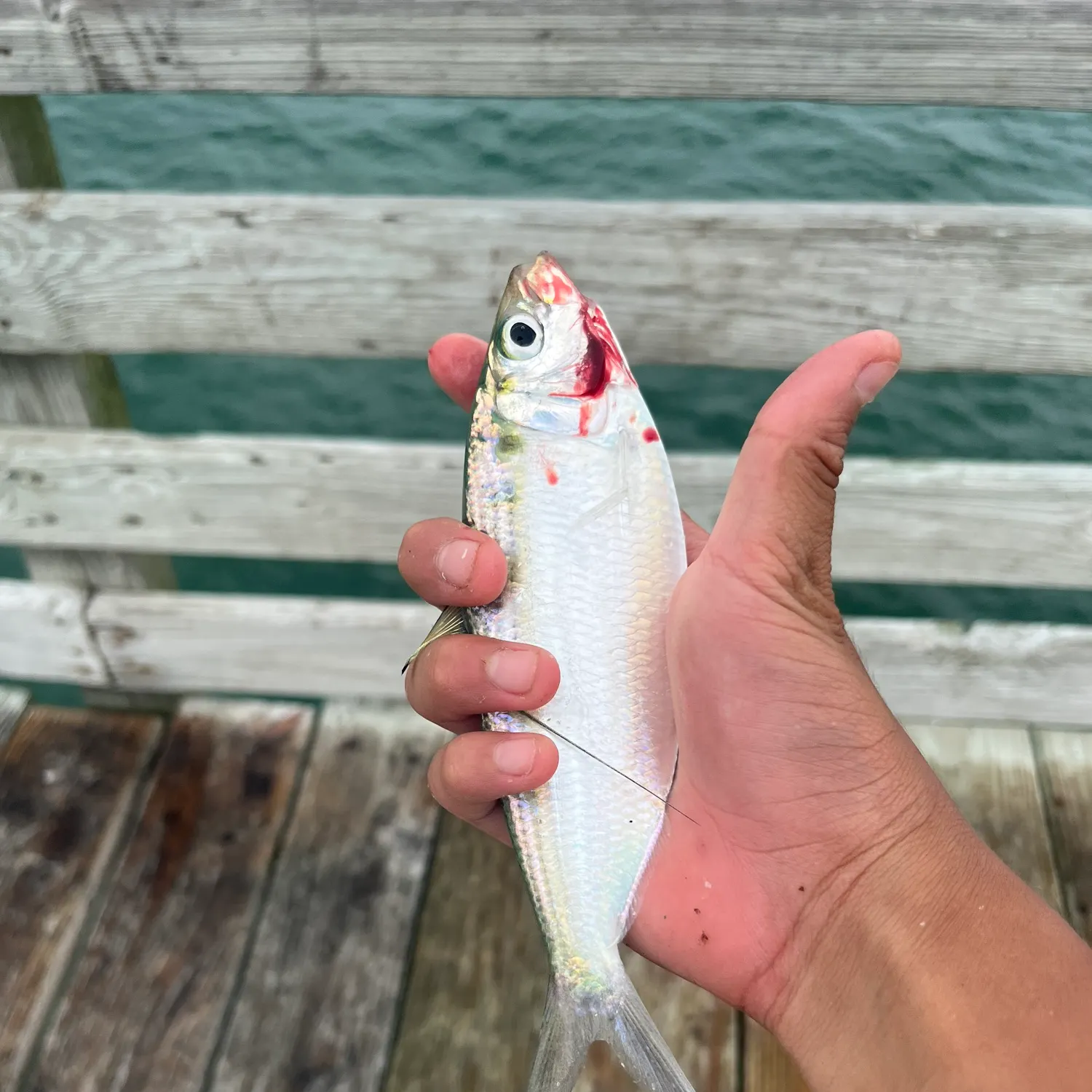 The most recent Atlantic menhaden catches on Fishbrain