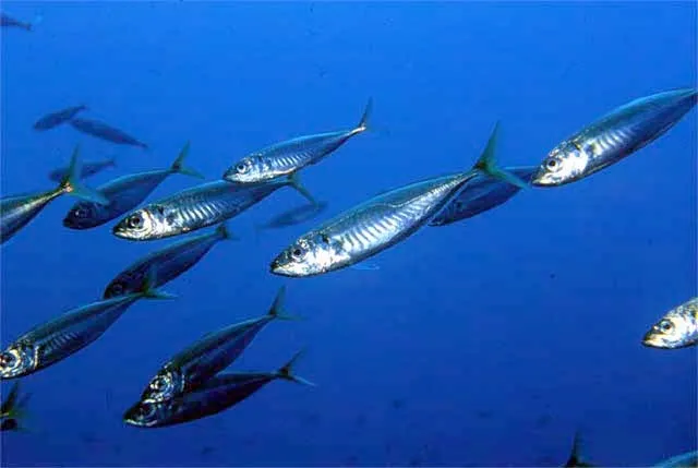 Atlantic horse mackerel