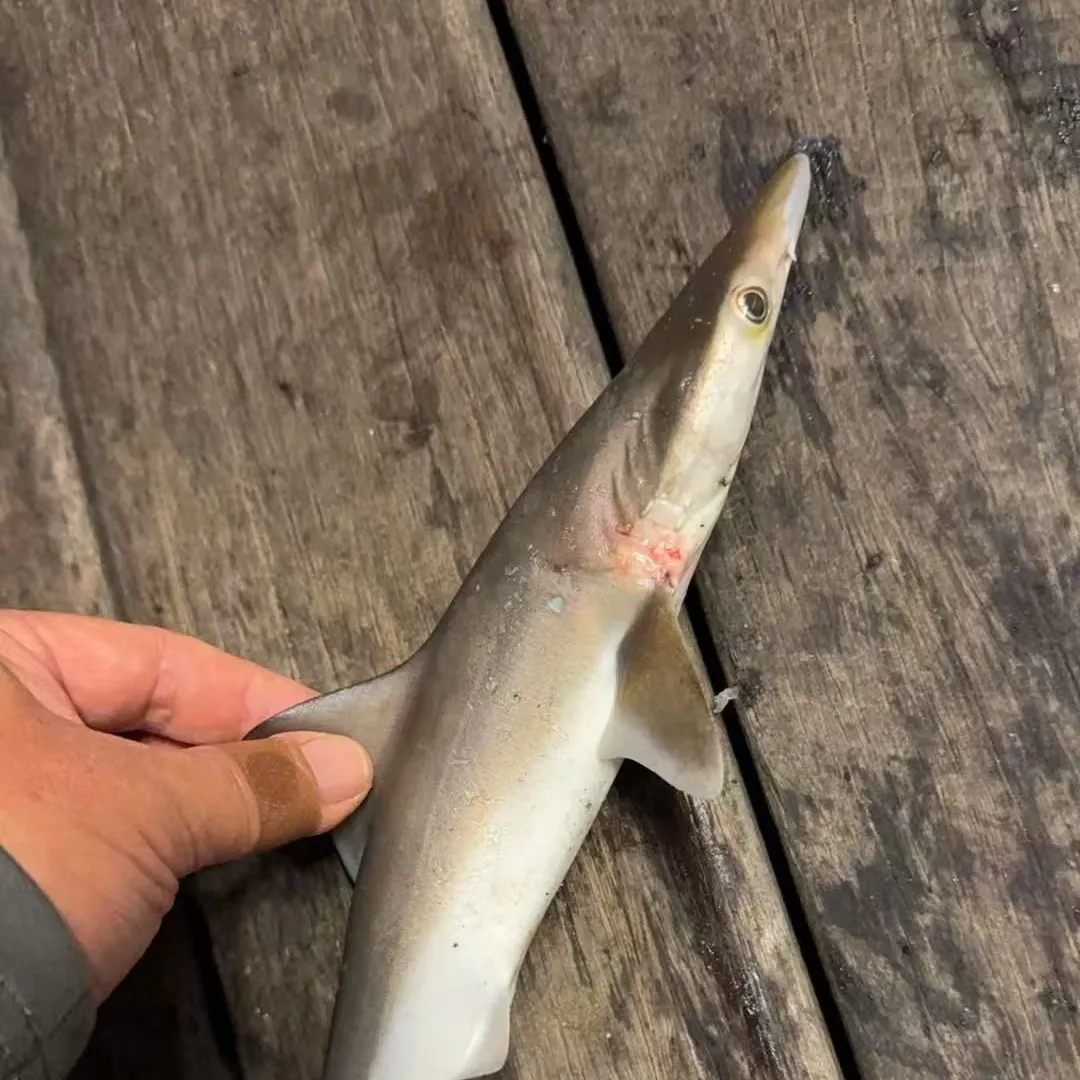 The most recent Milk shark catches on Fishbrain