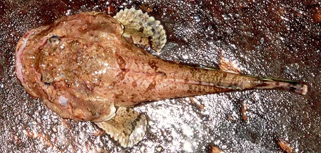 Spinyhead sculpin