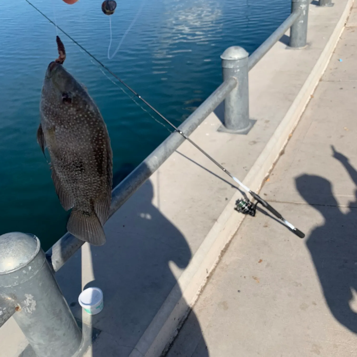 Rio Grande cichlid caught on Fishbrain