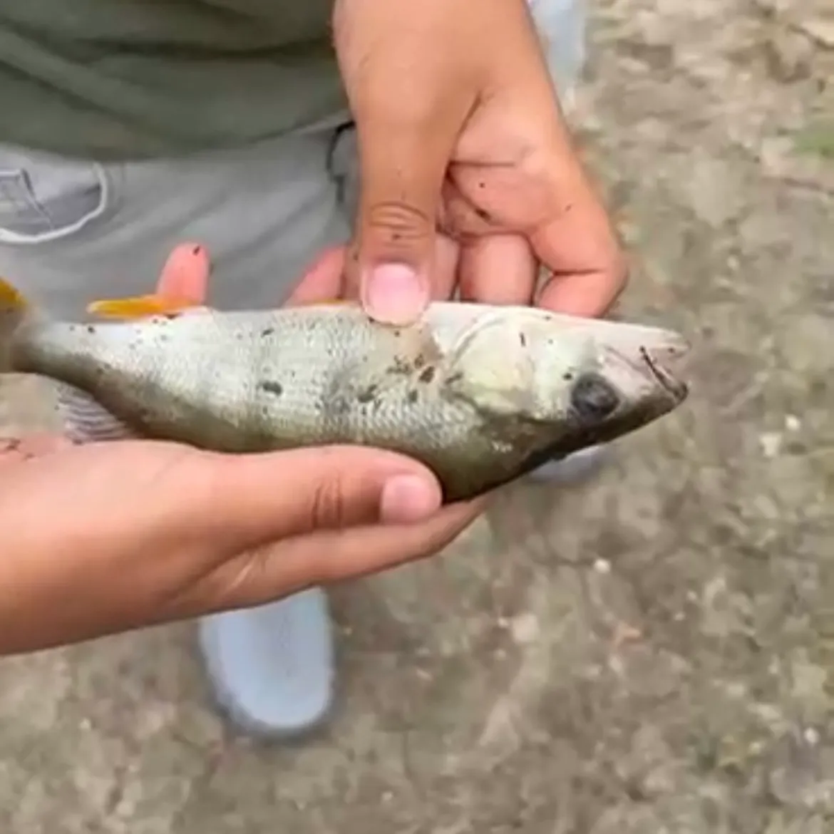 European perch caught on Fishbrain