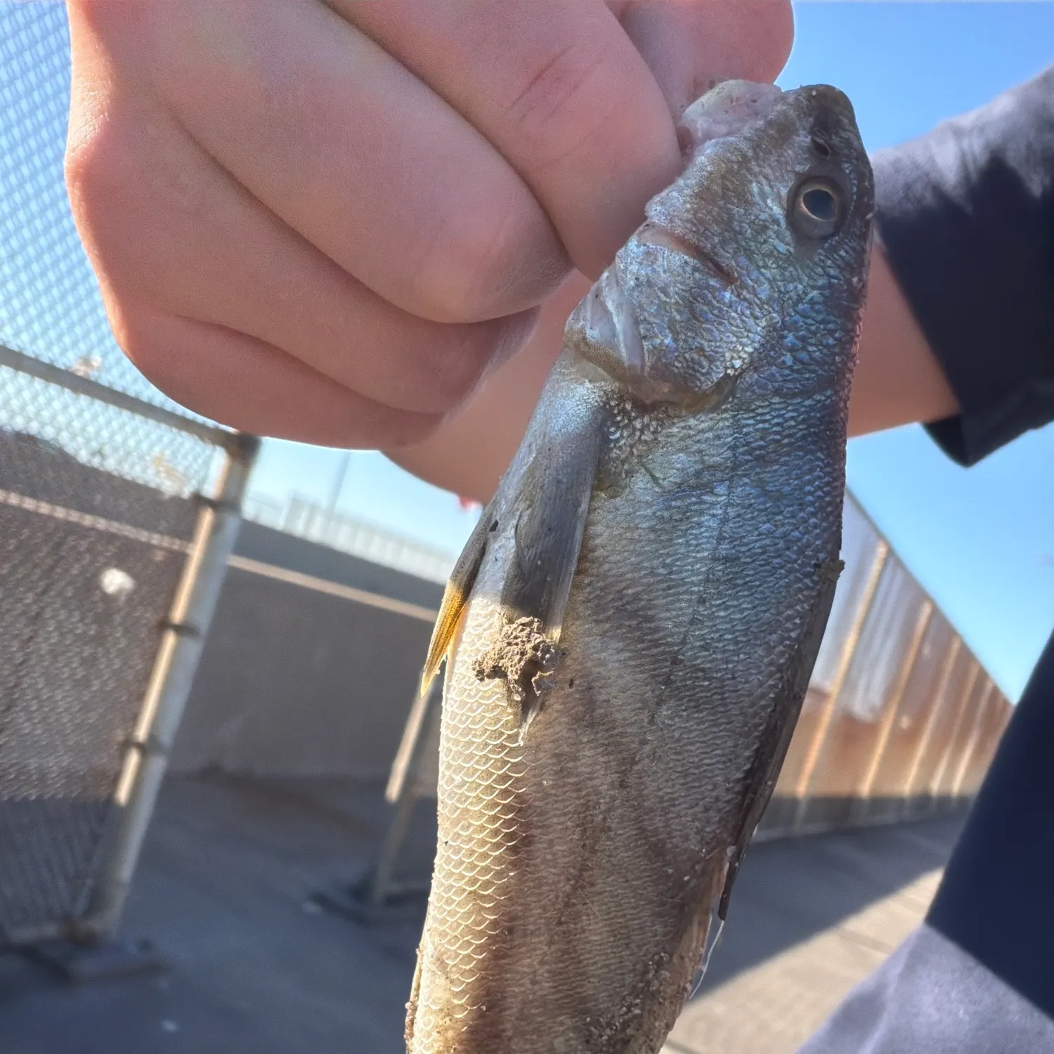 Northern kingcroaker caught on Fishbrain