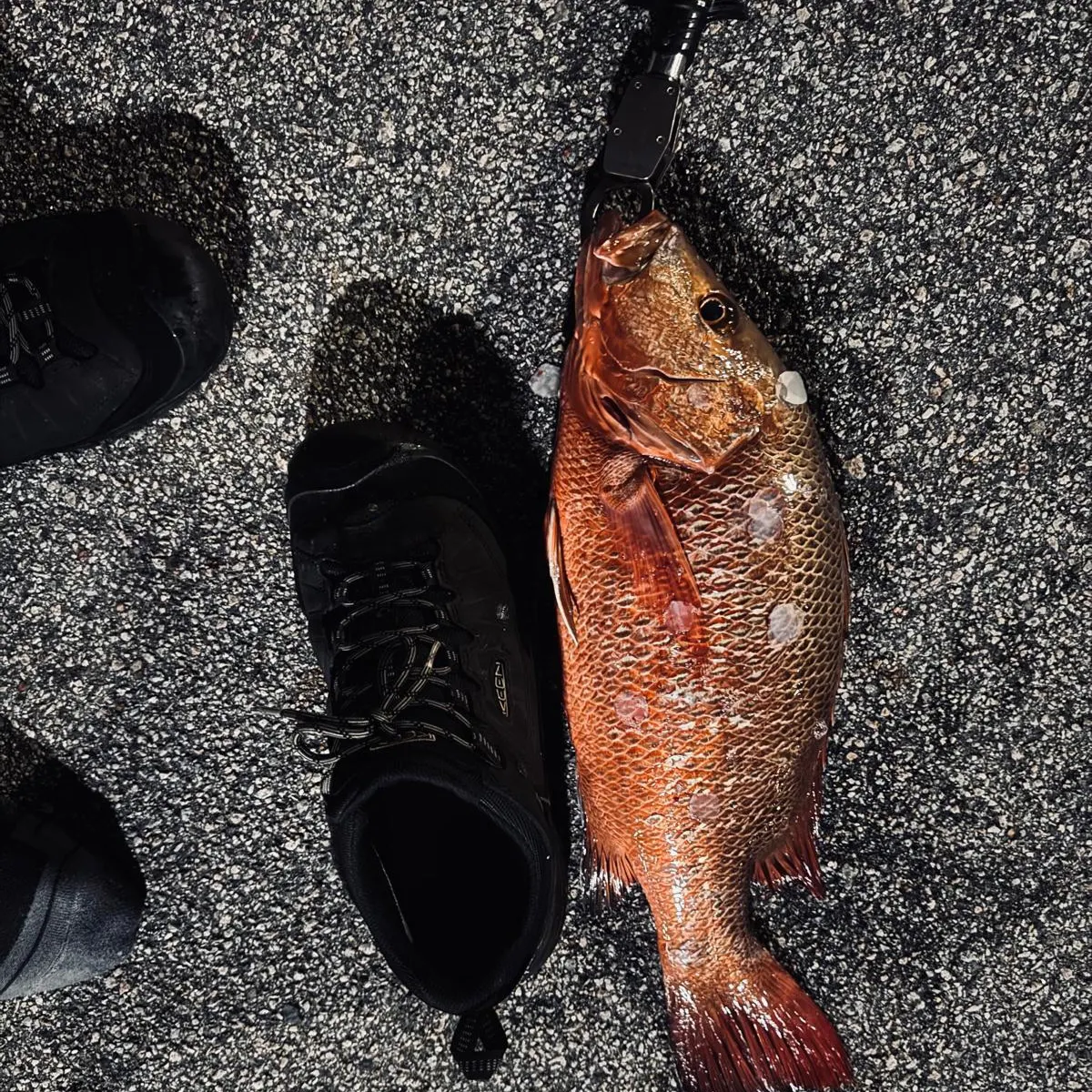 The most recent Mangrove red snapper catches on Fishbrain