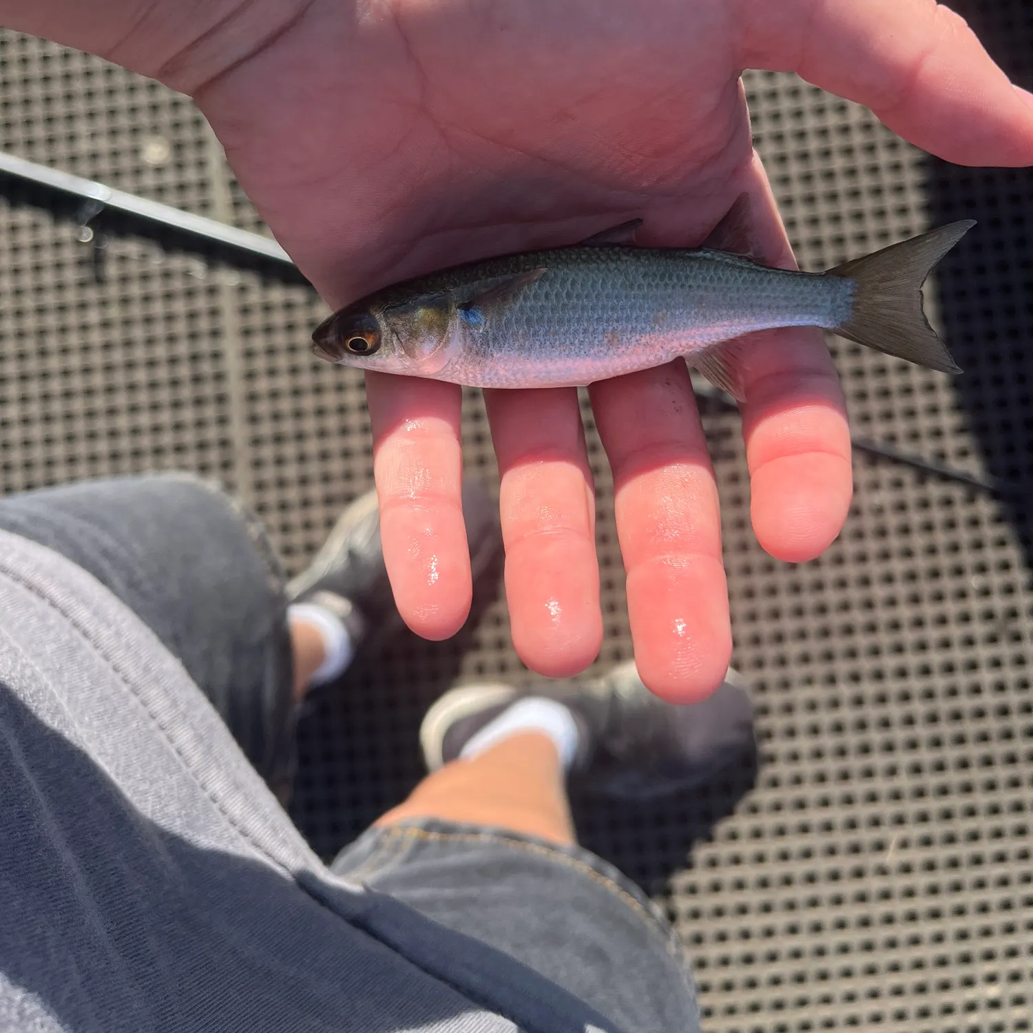 The most recent Striped mullet catches on Fishbrain