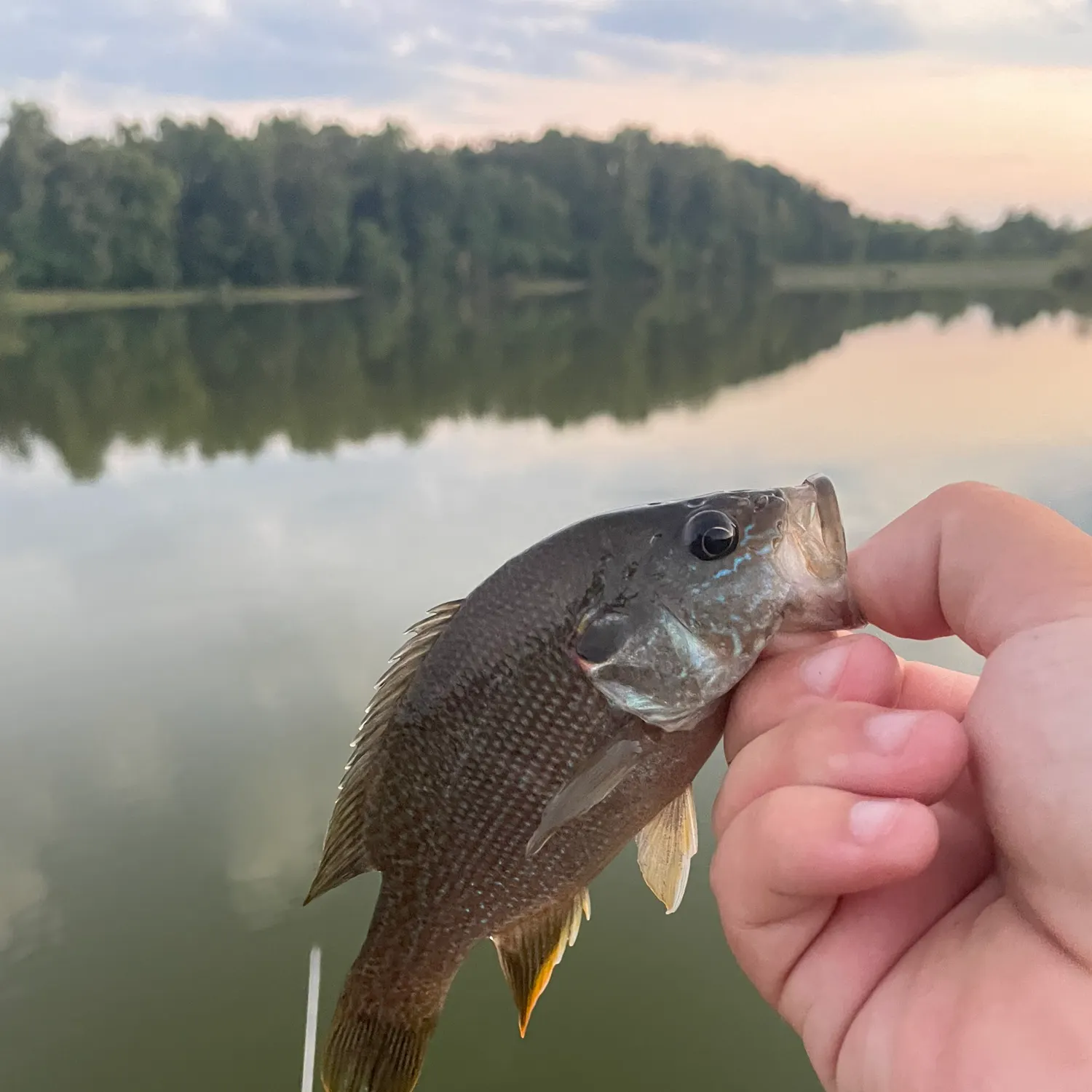Green sunfish caught on Fishbrain