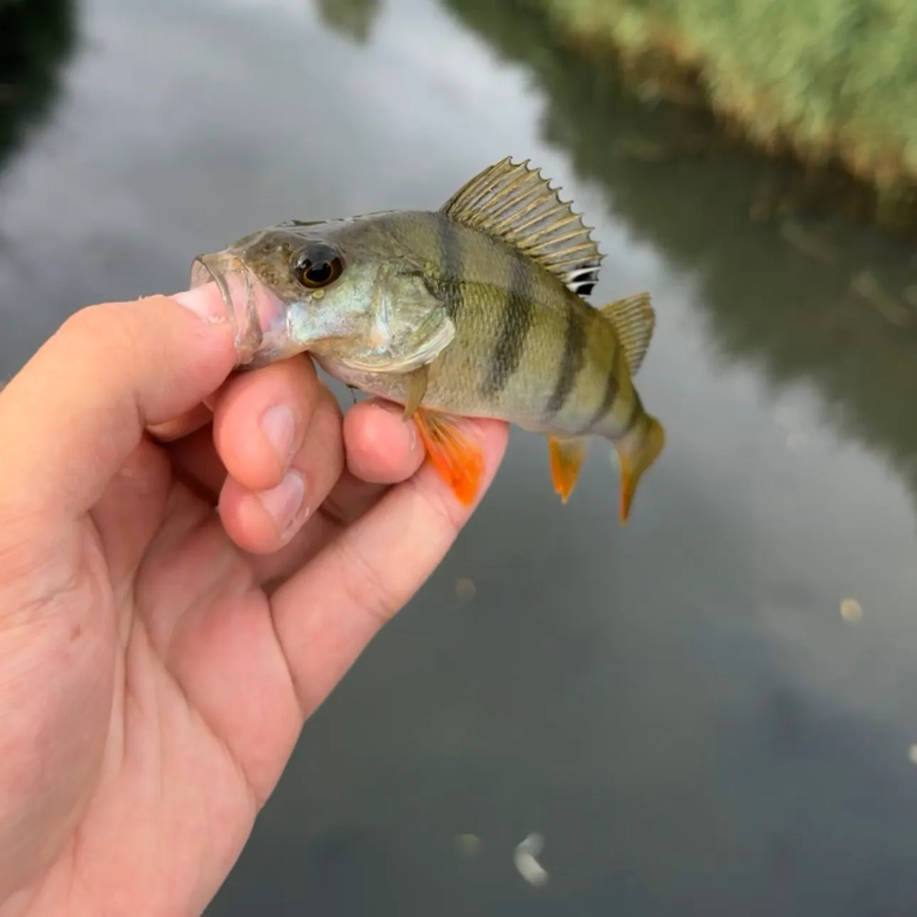 European perch caught on Fishbrain
