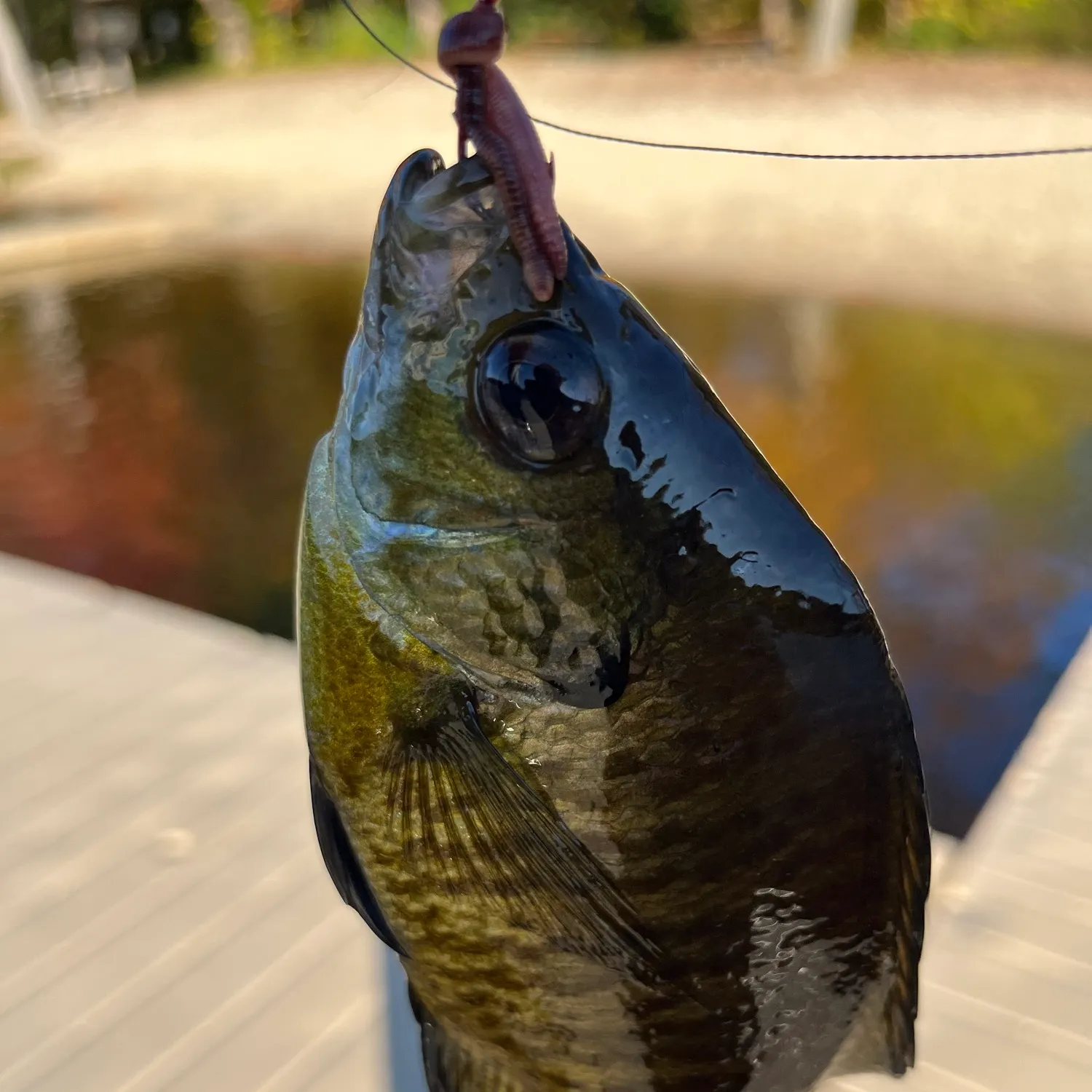 Bluegill caught on Fishbrain