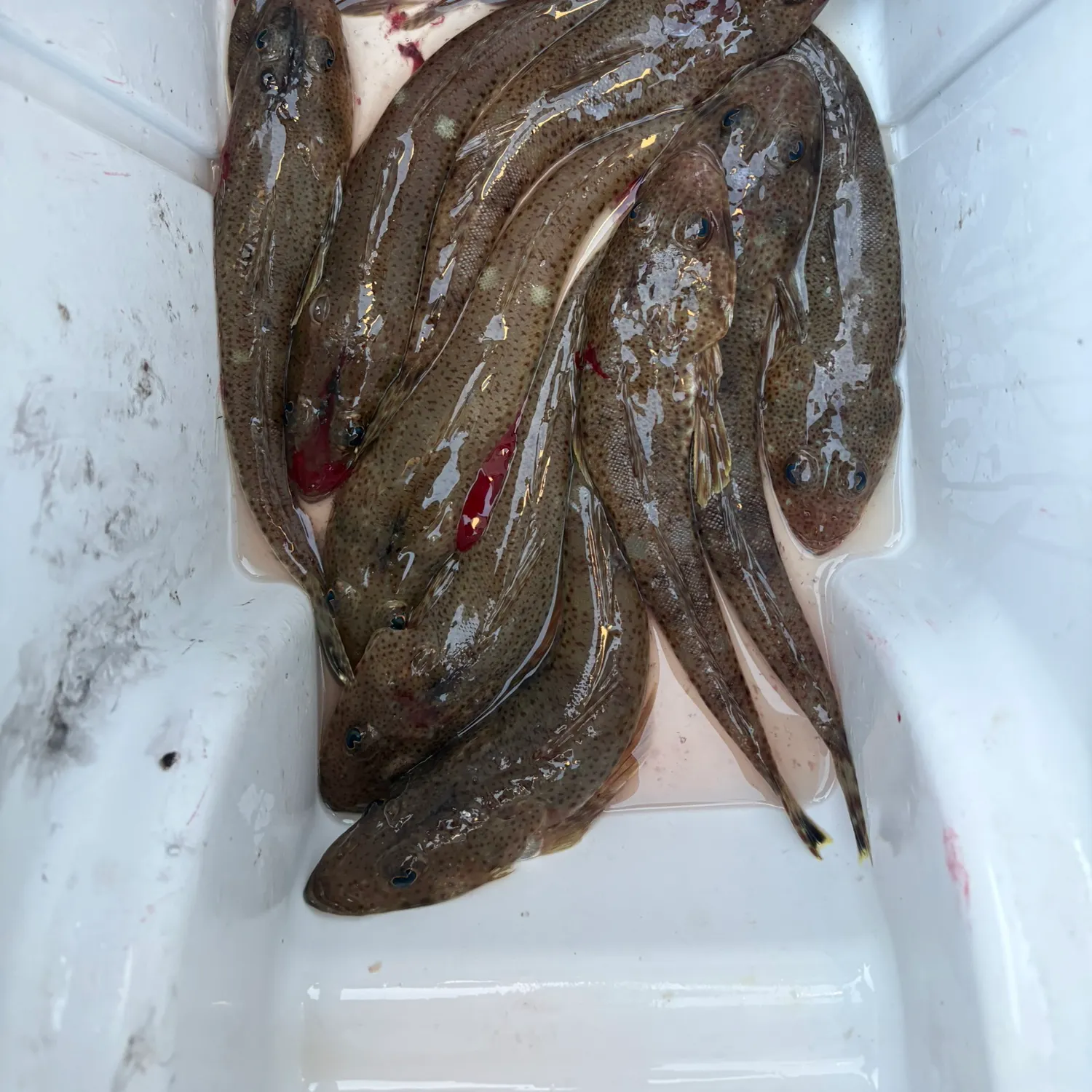 The most recent Sand flathead catches on Fishbrain