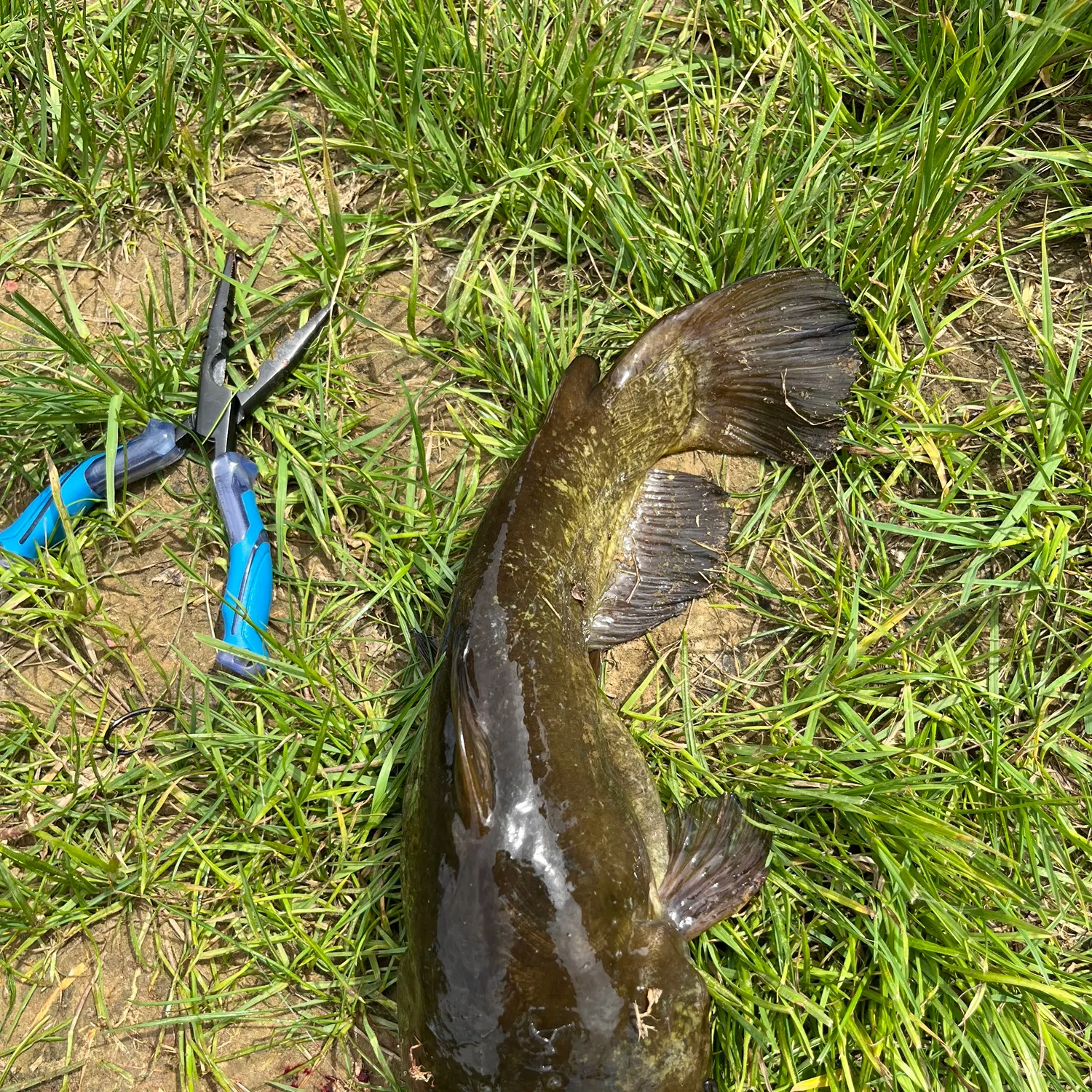 The most recent Yellow bullhead catches on Fishbrain