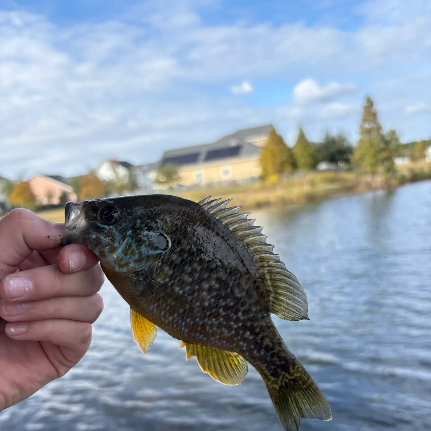 Greengill hybrid caught on Fishbrain