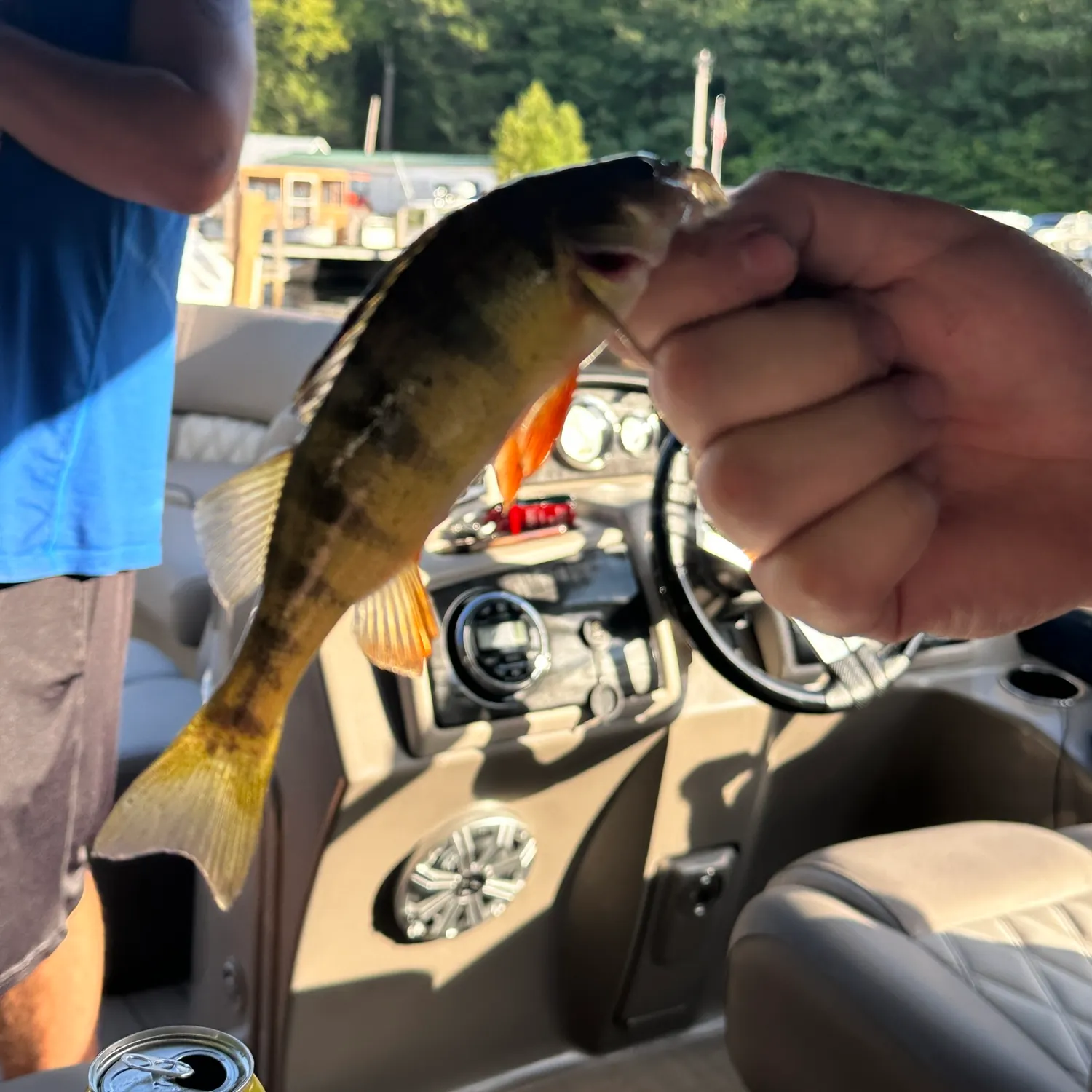 Yellow perch caught on Fishbrain