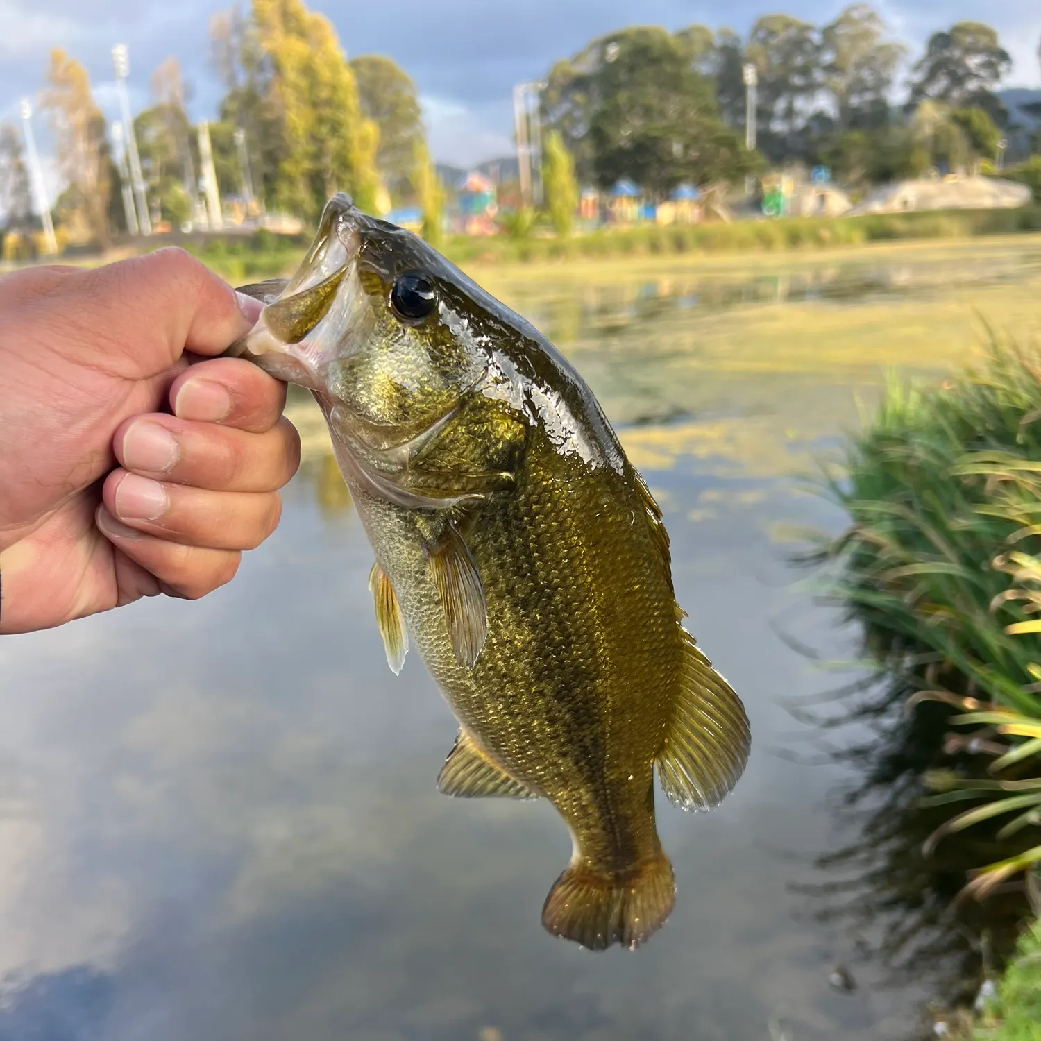 catch