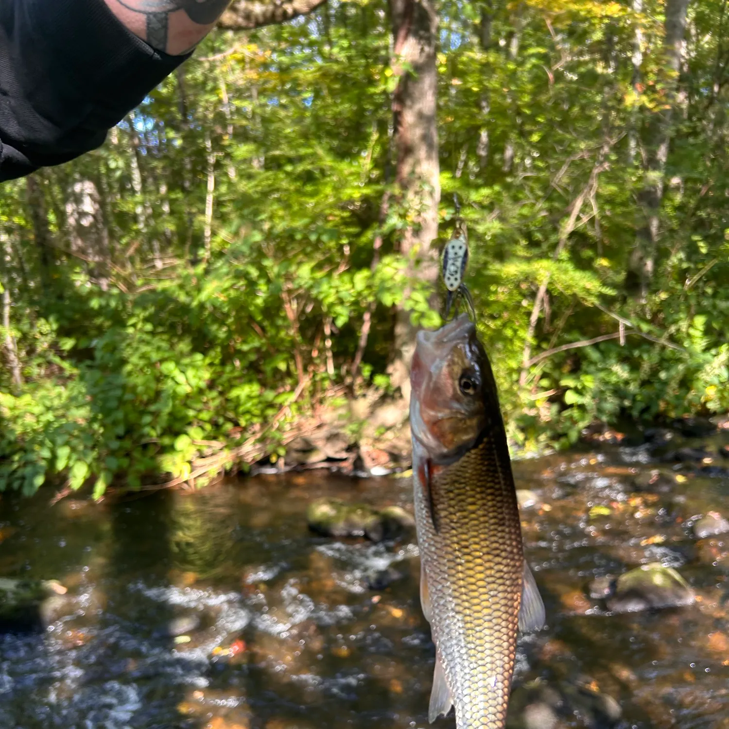 Fallfish caught on Fishbrain