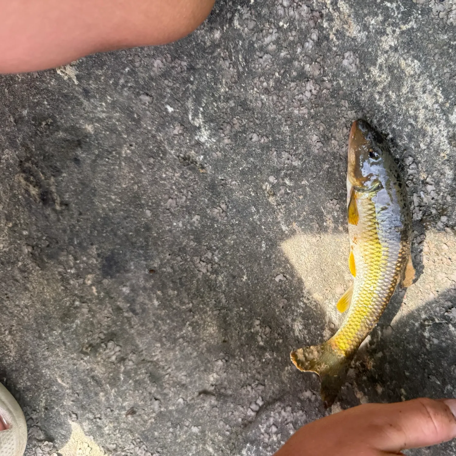 The most recent Bull chub catches on Fishbrain