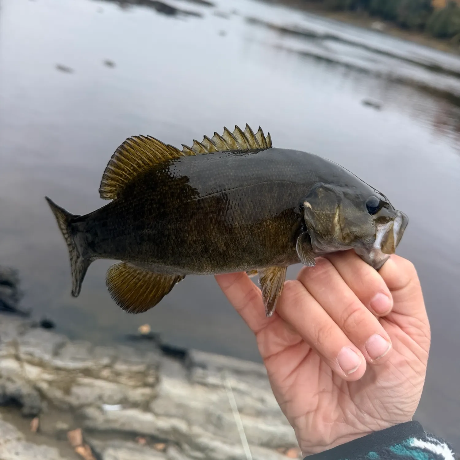 Smallmouth bass caught on Fishbrain