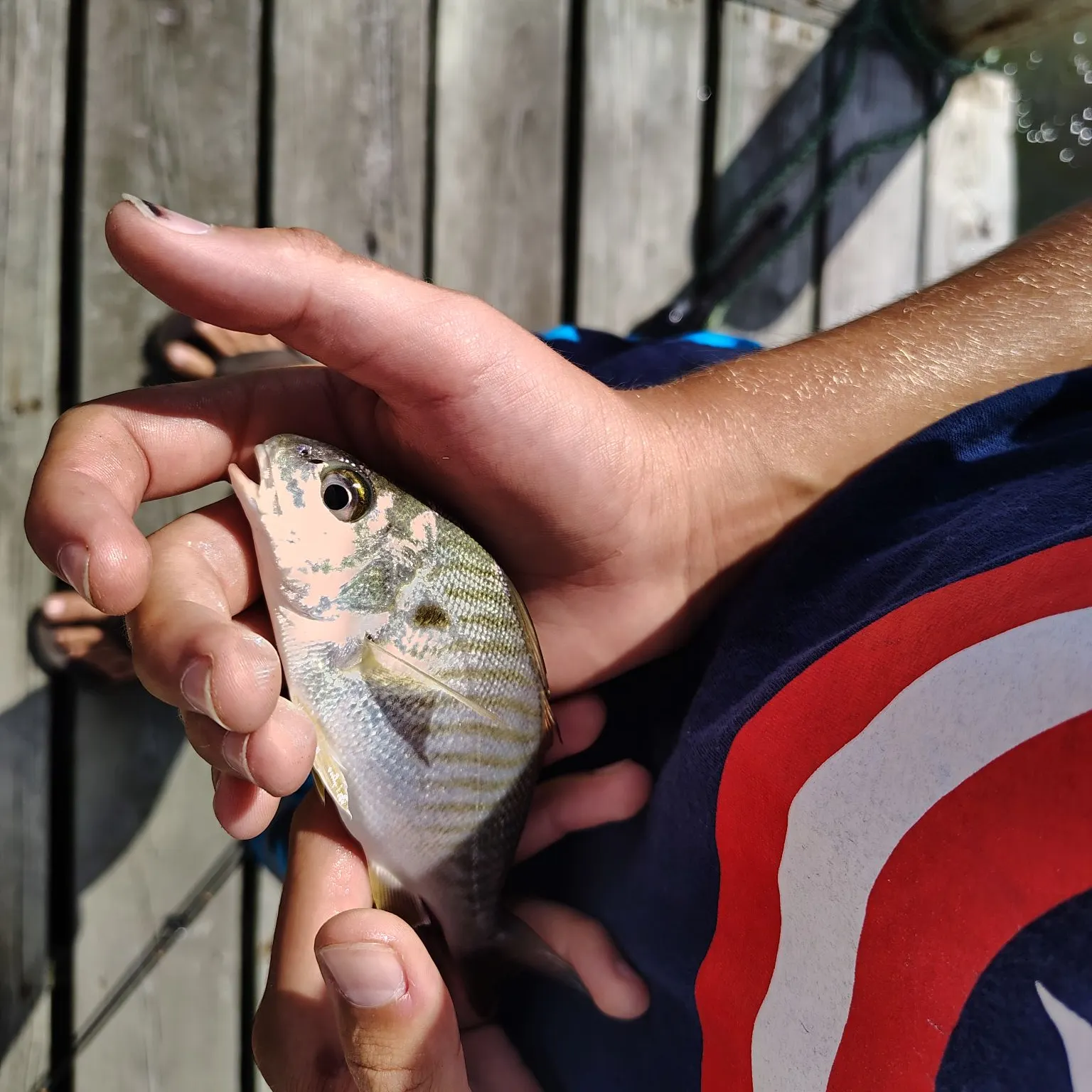 Spot croaker caught on Fishbrain