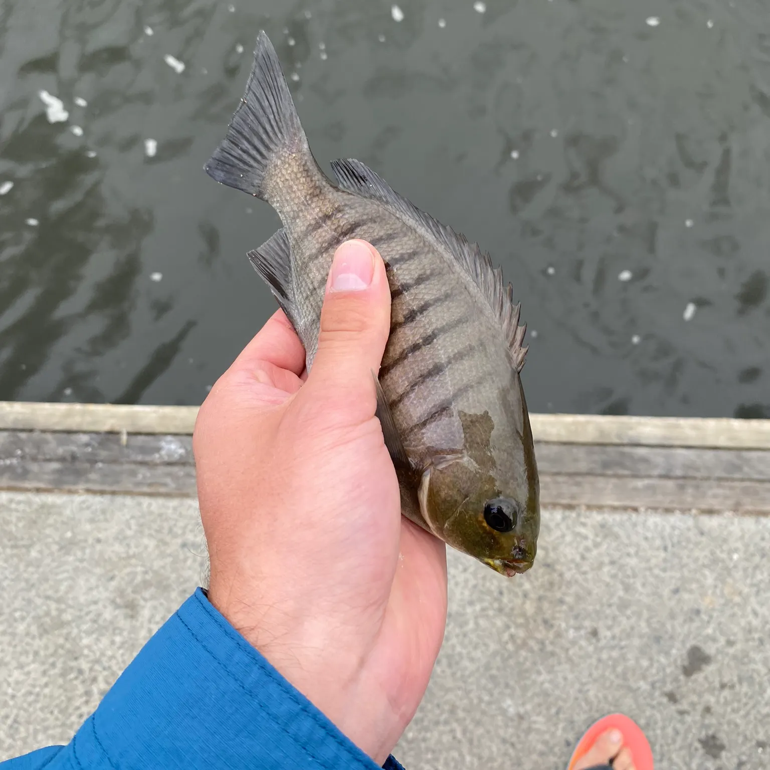 The most recent Luderick catches on Fishbrain