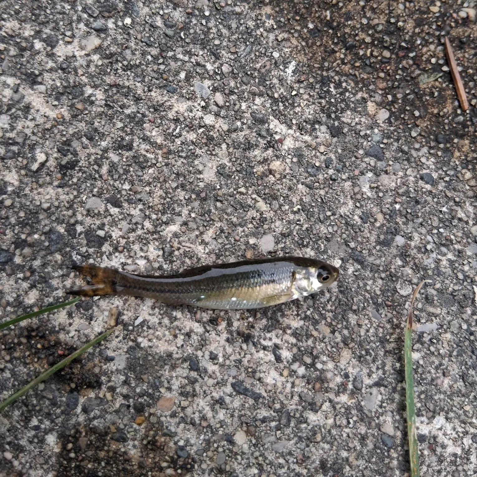 Creek chub caught on Fishbrain
