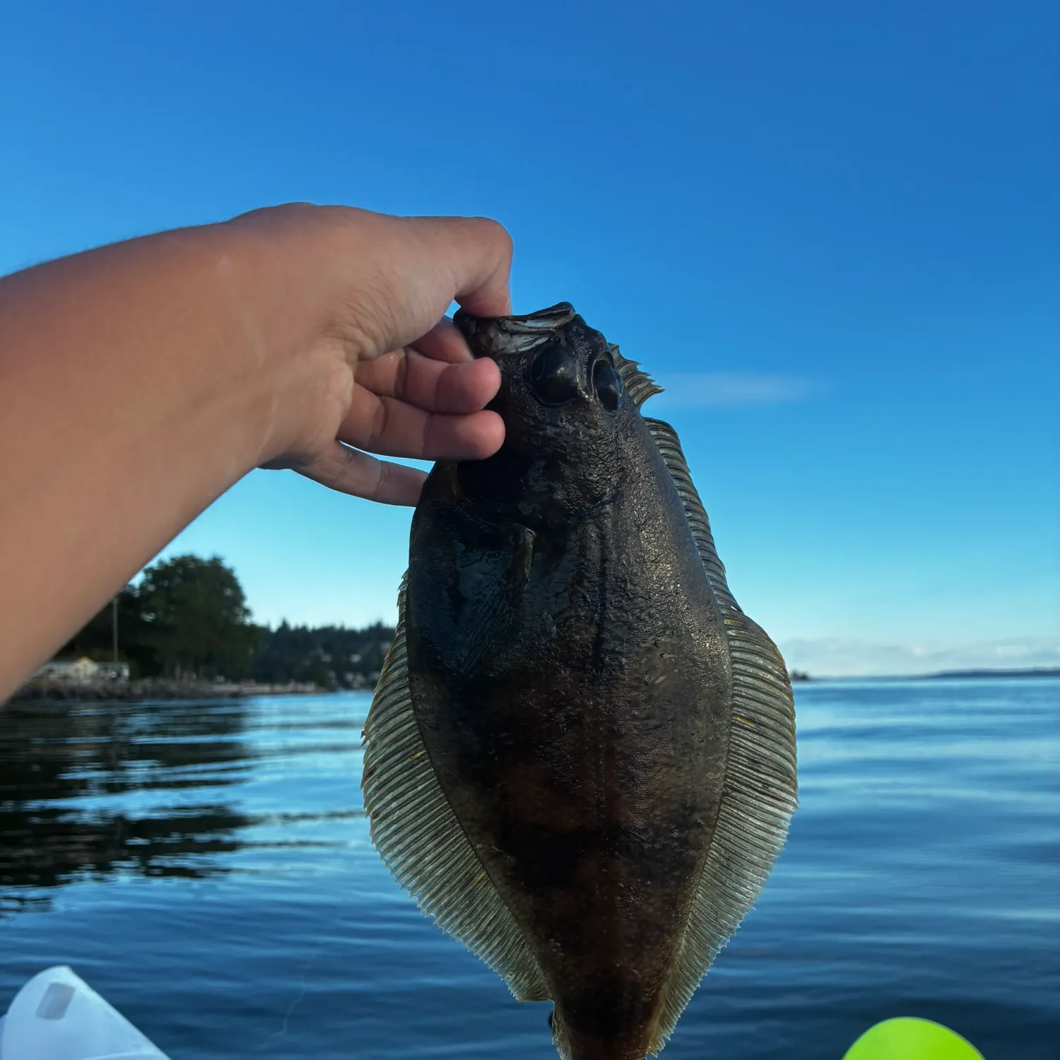 The most recent Pacific sanddab catches on Fishbrain