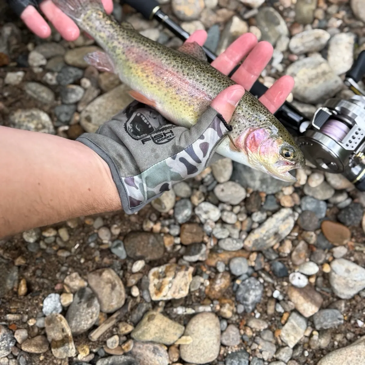 Rainbow trout caught on Fishbrain