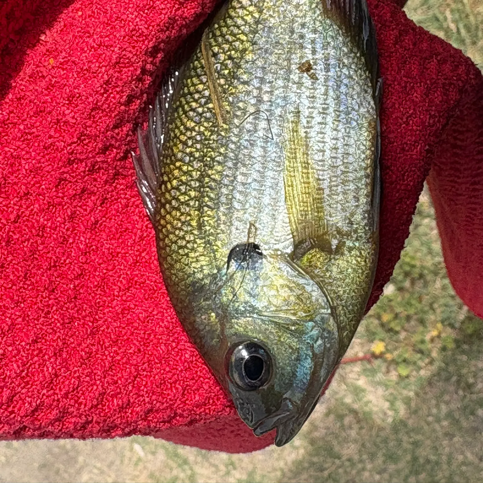 The most recent Bluegill catches on Fishbrain