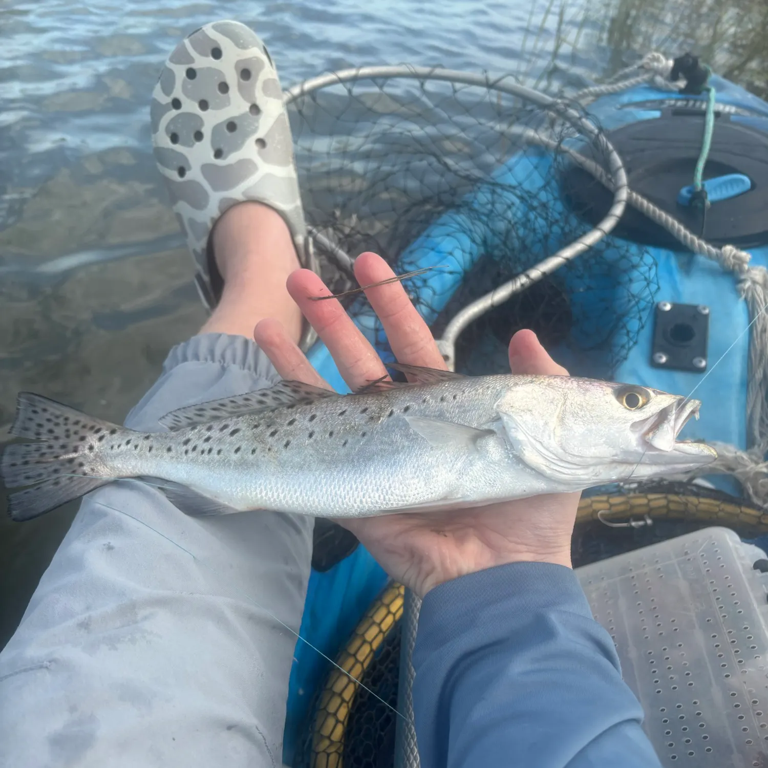 Spotted seatrout caught on Fishbrain