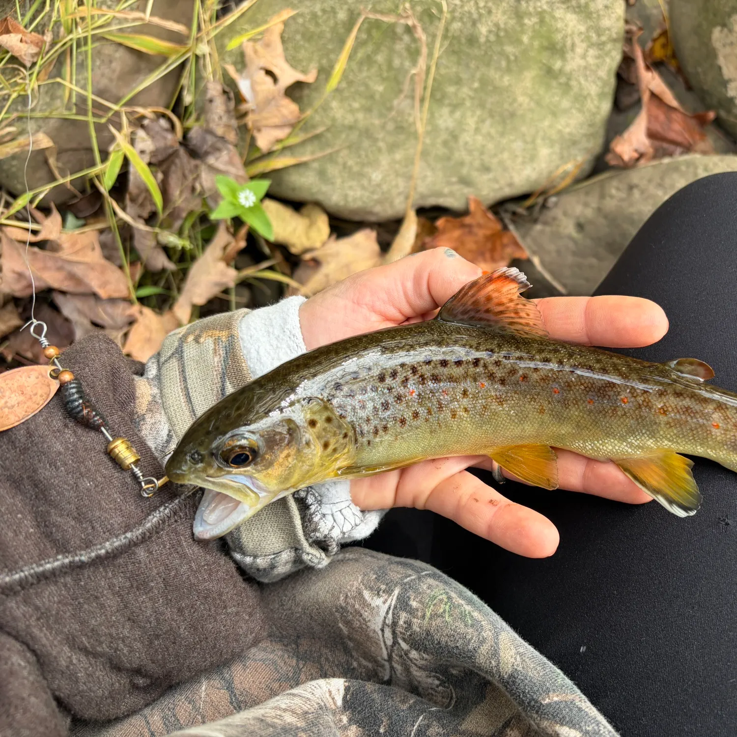 Brown trout caught on Fishbrain