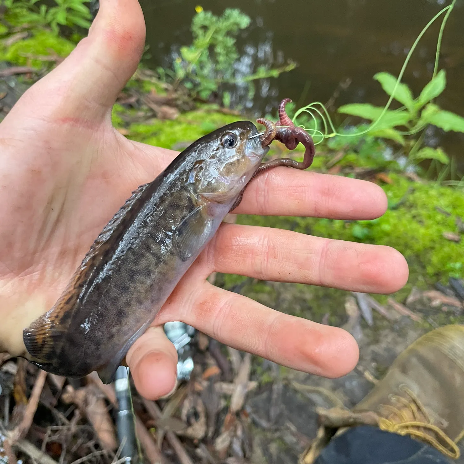 The most recent River blackfish catches on Fishbrain