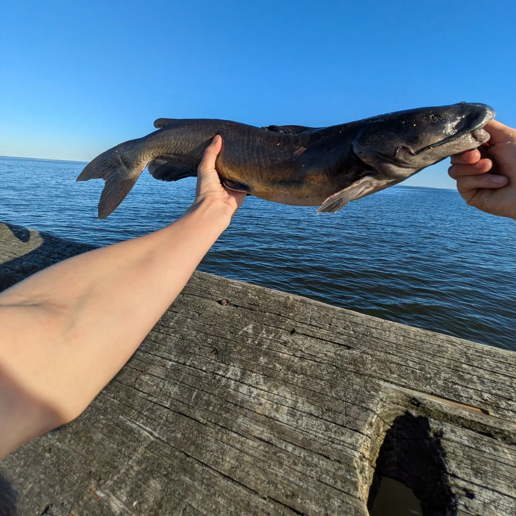 Channel catfish caught on Fishbrain
