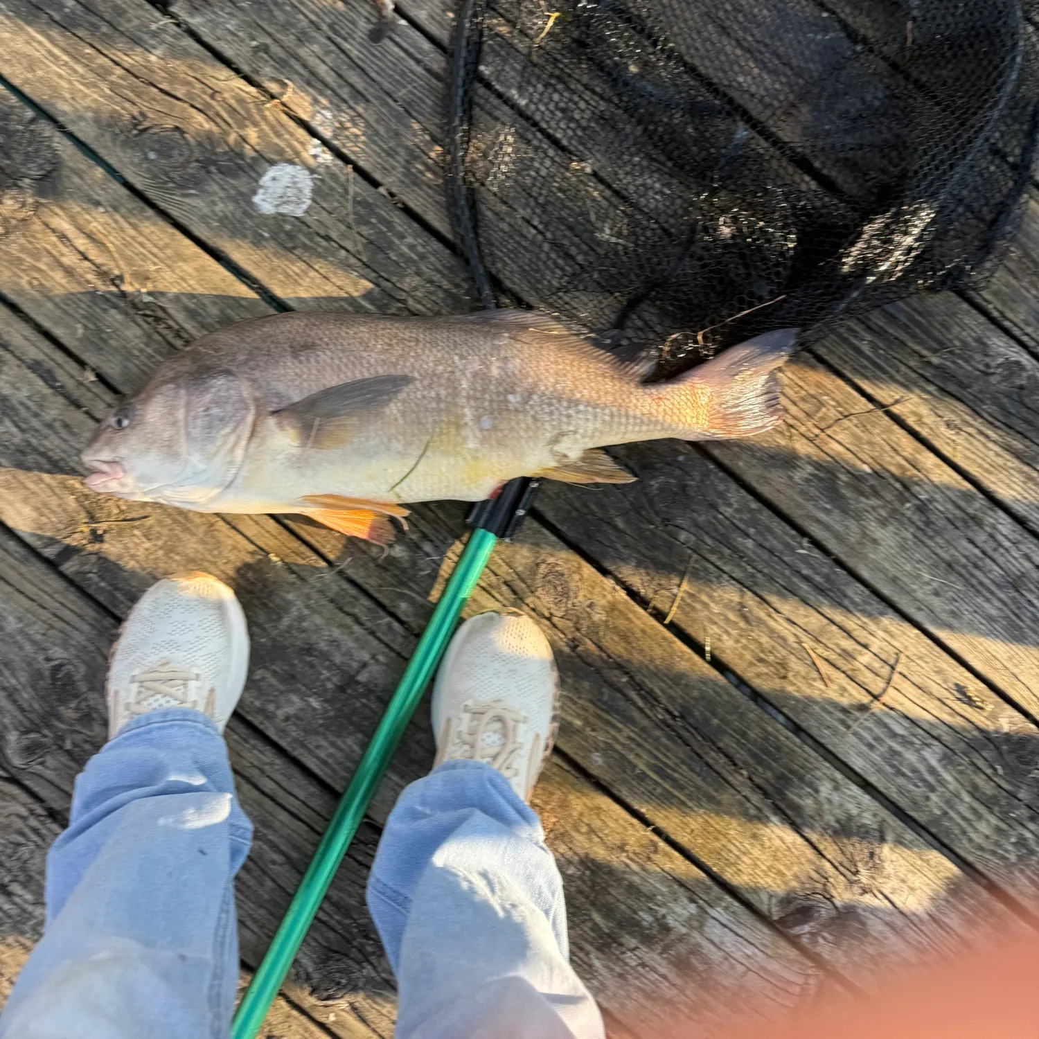 Freshwater drum caught on Fishbrain