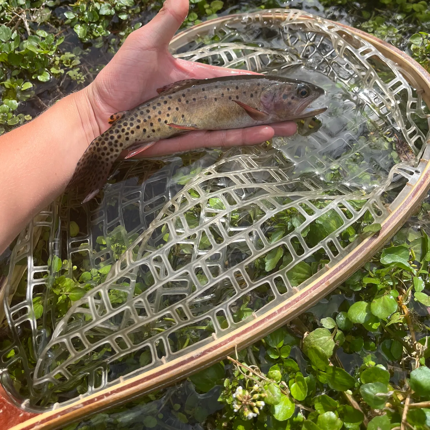 Bear River cutthroat trout caught on Fishbrain