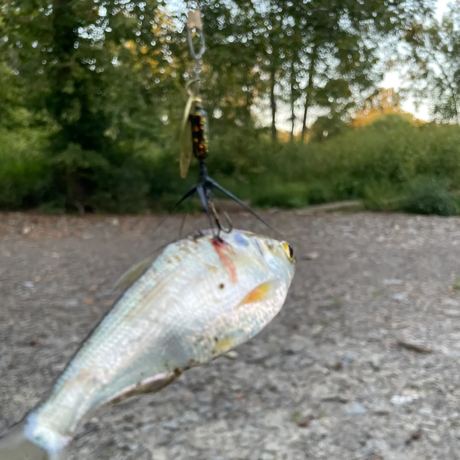 Threadfin shad caught on Fishbrain