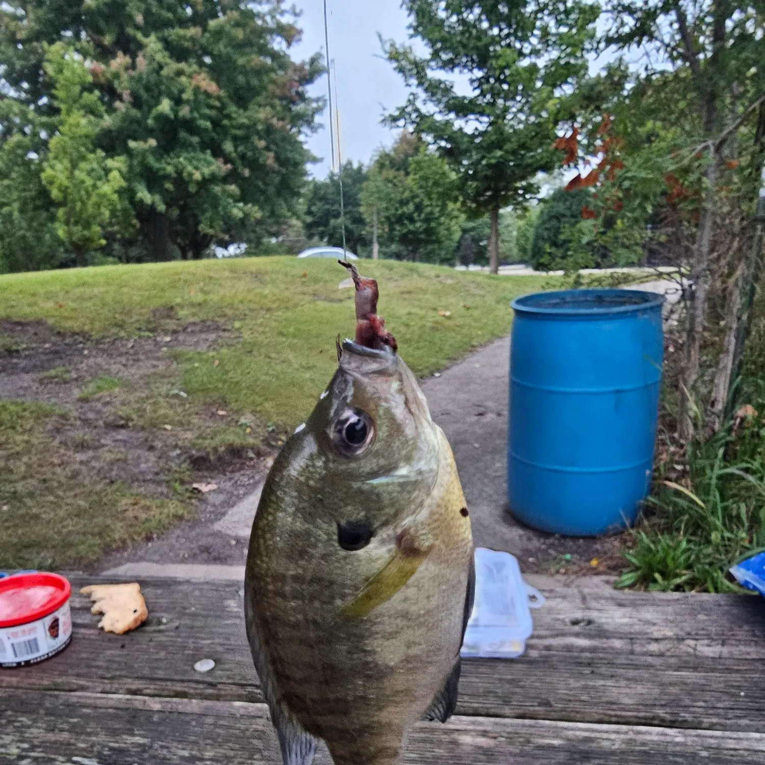 Bluegill caught on Fishbrain