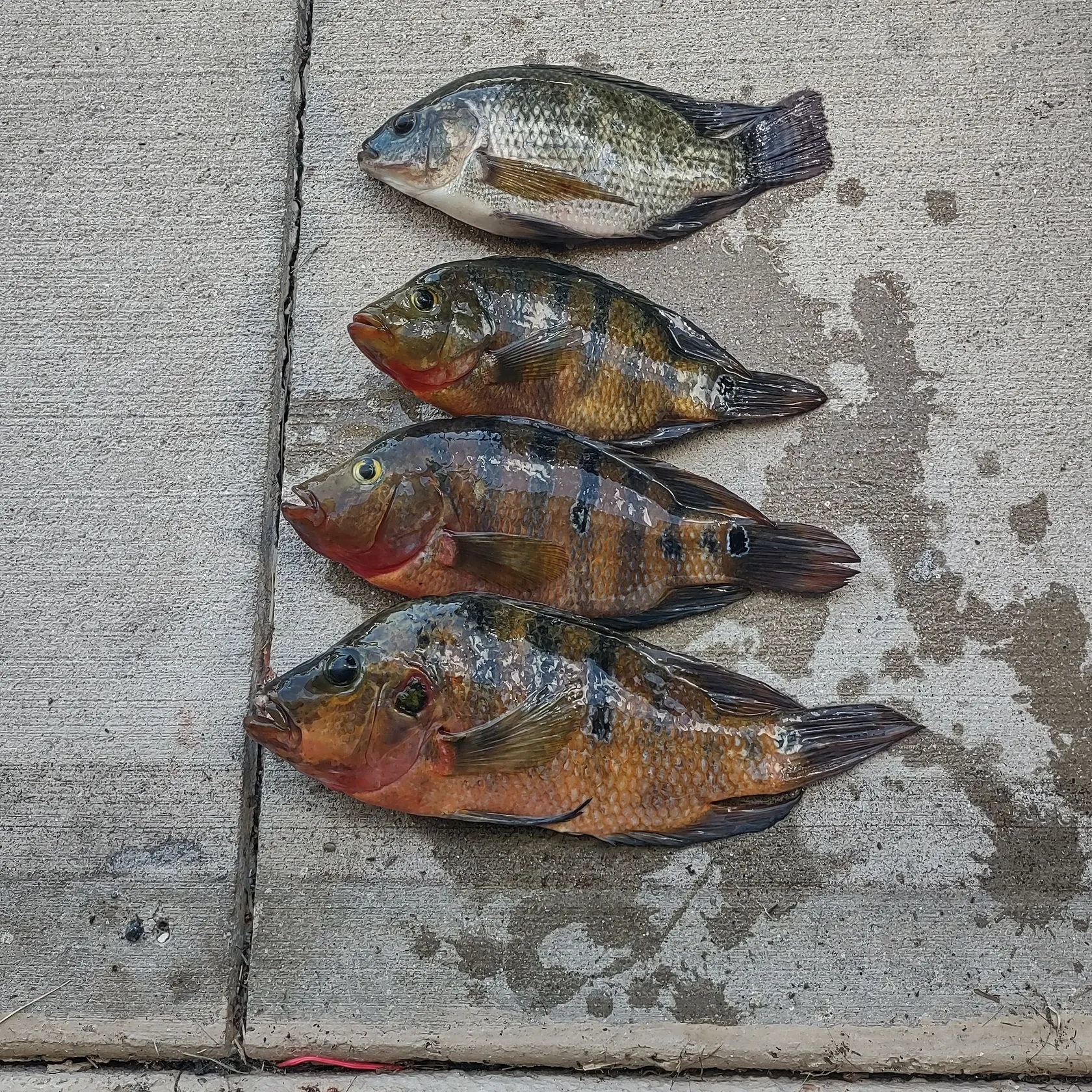 The most recent Mayan cichlid catches on Fishbrain