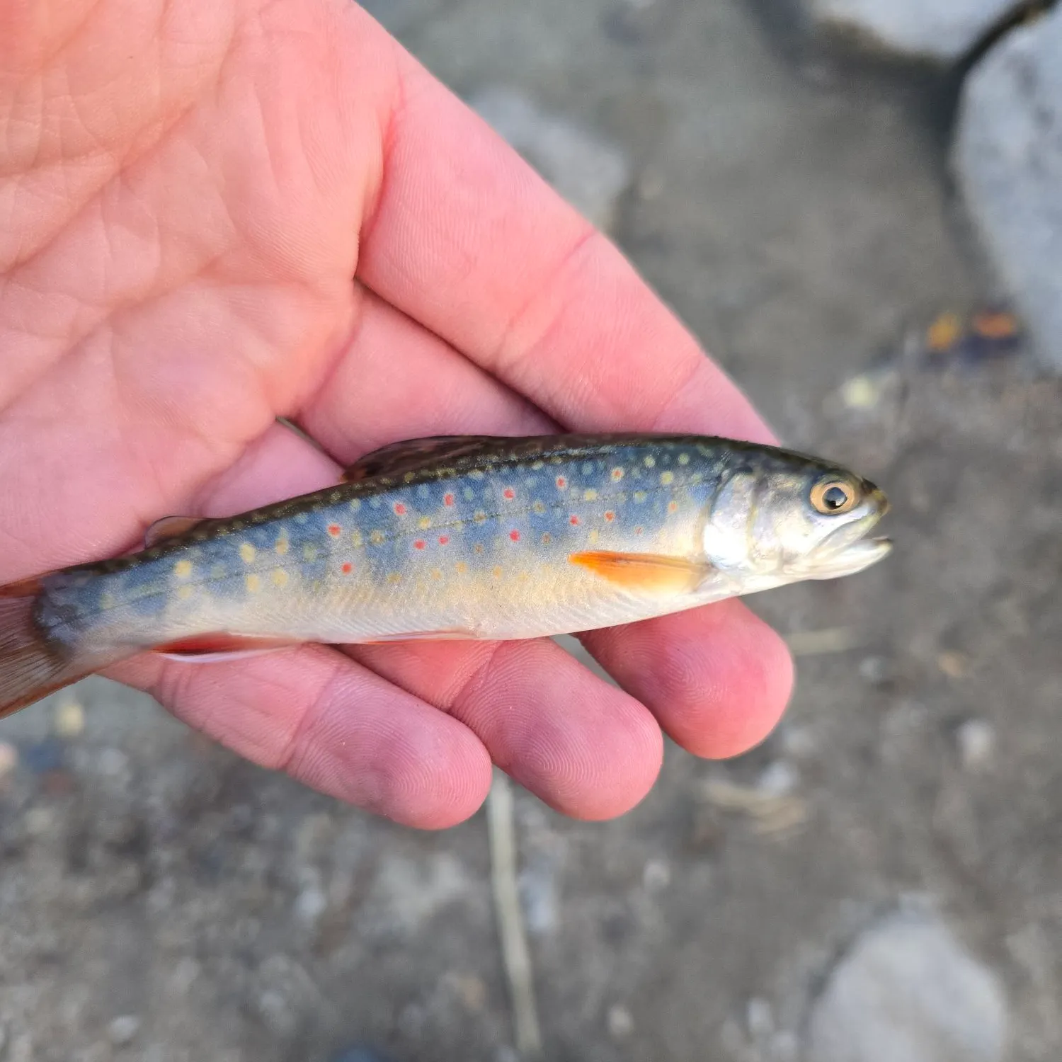 Brook trout caught on Fishbrain