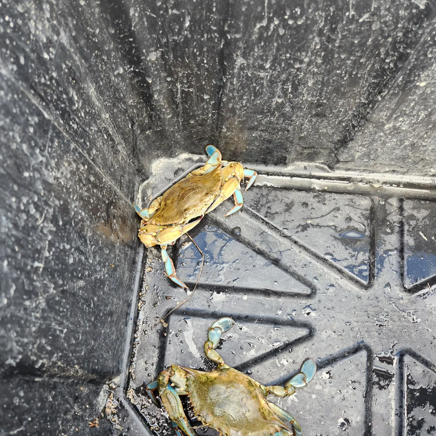Blue crab caught on Fishbrain