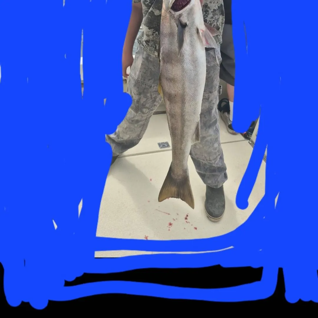 The most recent White seabass catches on Fishbrain